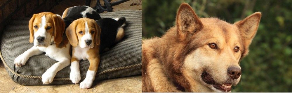 Seppala Siberian Sleddog vs Beagle - Breed Comparison