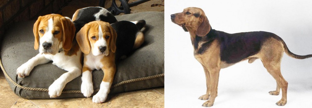 Serbian Hound vs Beagle - Breed Comparison