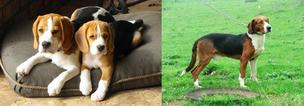Serbian Tricolour Hound vs Beagle - Breed Comparison