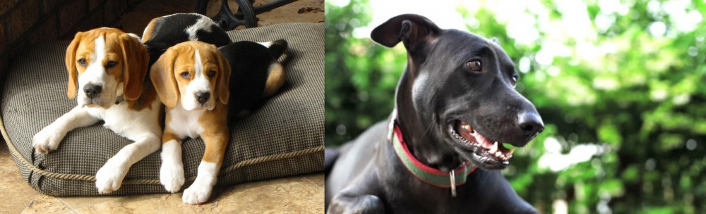 Shepard Labrador vs Beagle - Breed Comparison