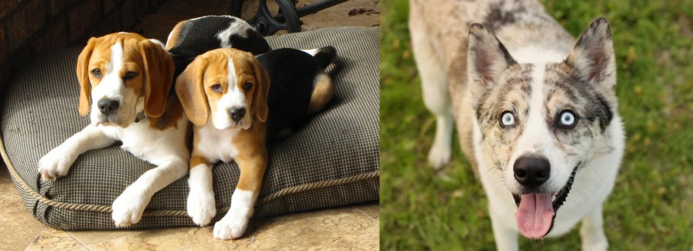 Shepherd Husky vs Beagle - Breed Comparison