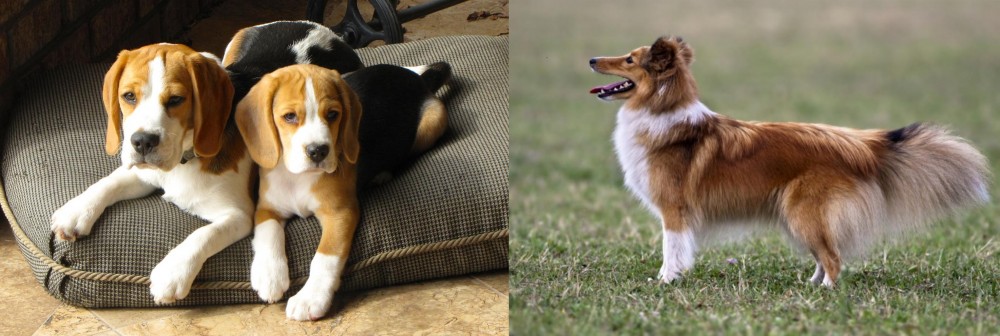 Shetland Sheepdog vs Beagle - Breed Comparison