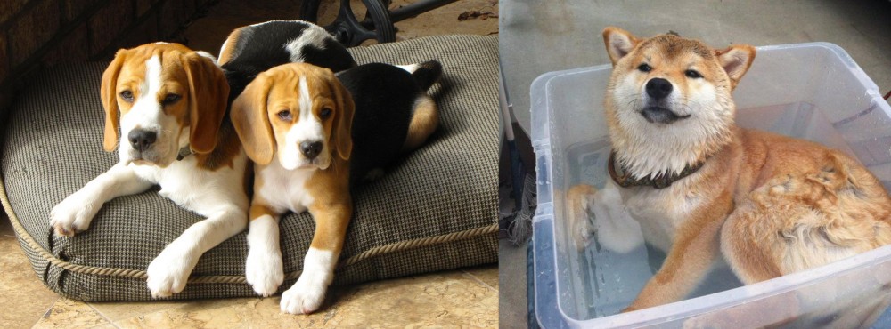 Shiba Inu vs Beagle - Breed Comparison