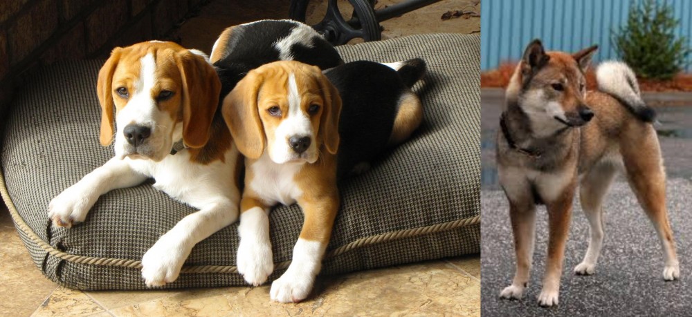 Shikoku vs Beagle - Breed Comparison