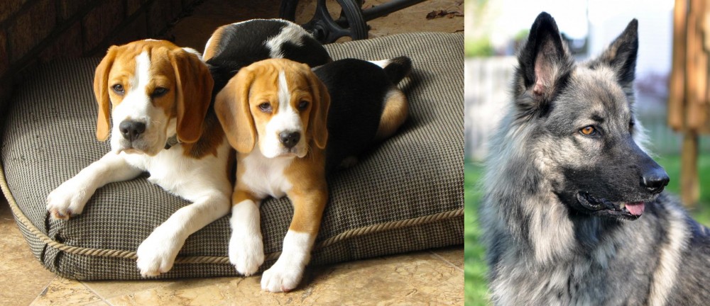 Shiloh Shepherd vs Beagle - Breed Comparison