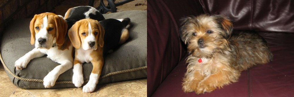 Shorkie vs Beagle - Breed Comparison