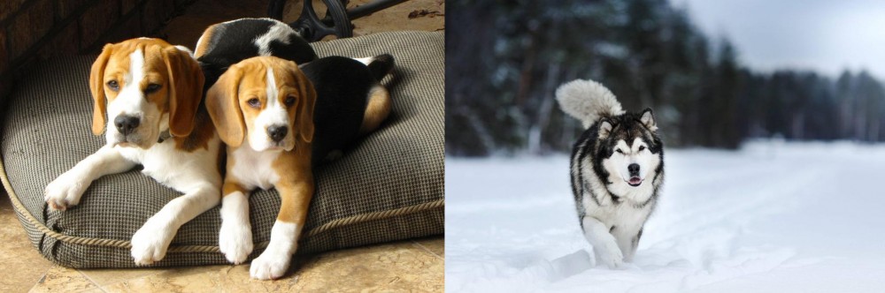 Siberian Husky vs Beagle - Breed Comparison