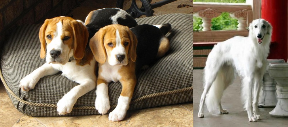 Silken Windhound vs Beagle - Breed Comparison