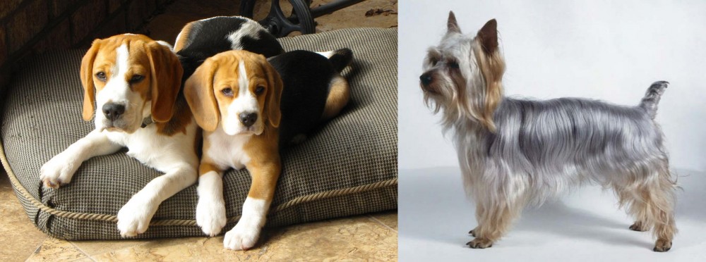 Silky Terrier vs Beagle - Breed Comparison