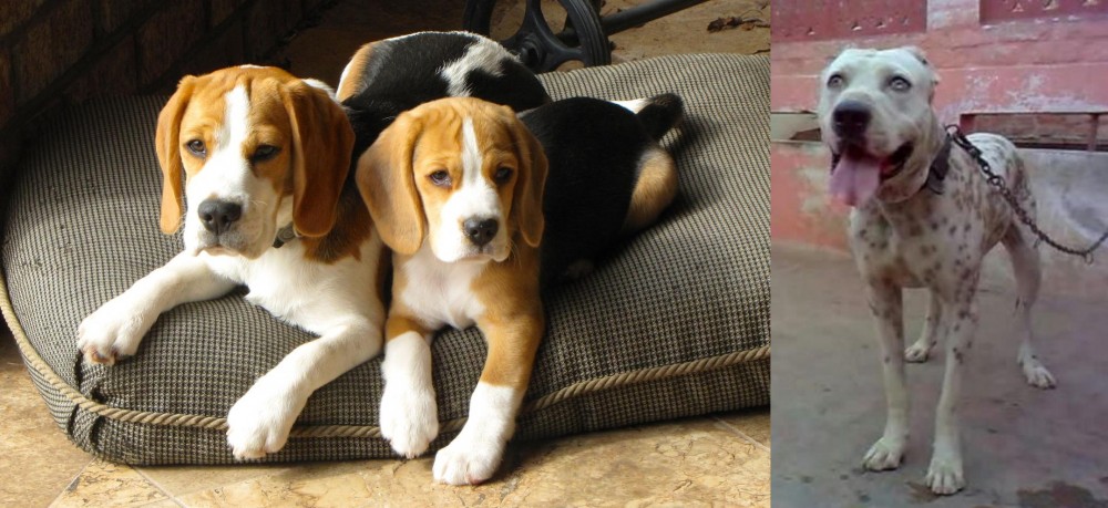 Sindh Mastiff vs Beagle - Breed Comparison
