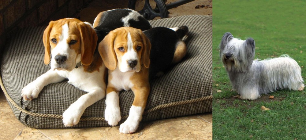 Skye Terrier vs Beagle - Breed Comparison