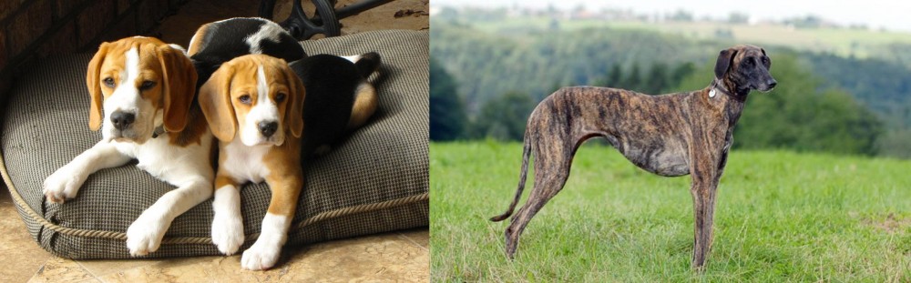 Sloughi vs Beagle - Breed Comparison