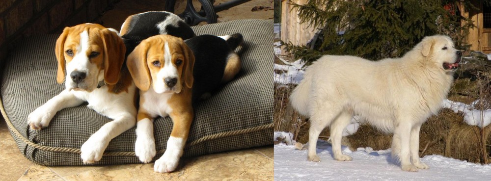 Slovak Cuvac vs Beagle - Breed Comparison