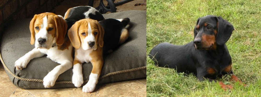 Slovakian Hound vs Beagle - Breed Comparison