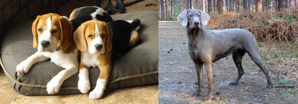 Slovensky Hrubosrsty Stavac vs Beagle - Breed Comparison