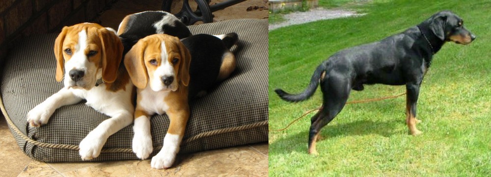 Smalandsstovare vs Beagle - Breed Comparison