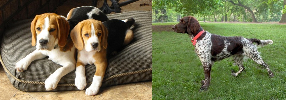 Small Munsterlander vs Beagle - Breed Comparison