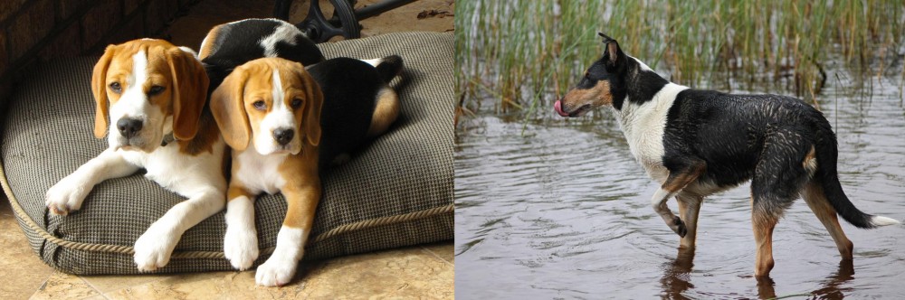 Smooth Collie vs Beagle - Breed Comparison