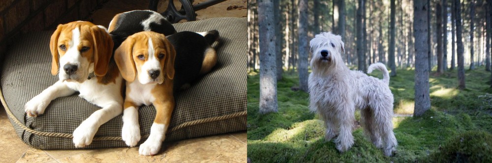 Soft-Coated Wheaten Terrier vs Beagle - Breed Comparison