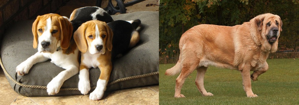Spanish Mastiff vs Beagle - Breed Comparison