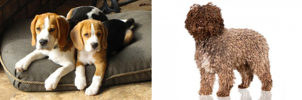 Spanish Water Dog vs Beagle - Breed Comparison