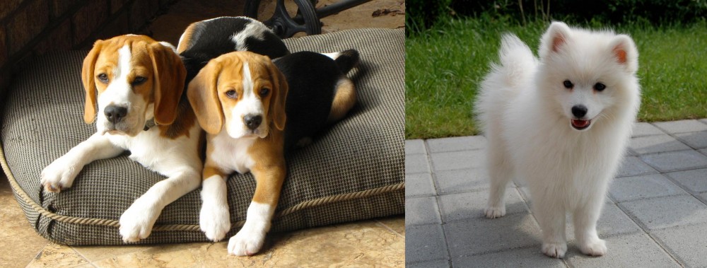 Spitz vs Beagle - Breed Comparison