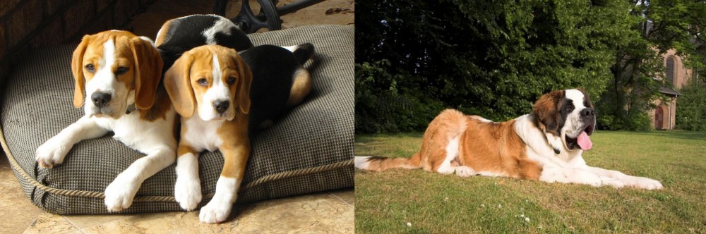 St. Bernard vs Beagle - Breed Comparison