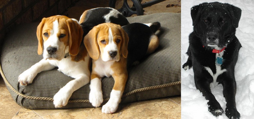 St. John's Water Dog vs Beagle - Breed Comparison