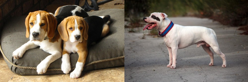 Staffordshire Bull Terrier vs Beagle - Breed Comparison