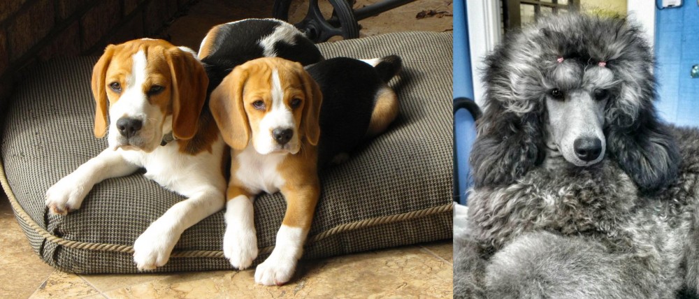 Standard Poodle vs Beagle - Breed Comparison