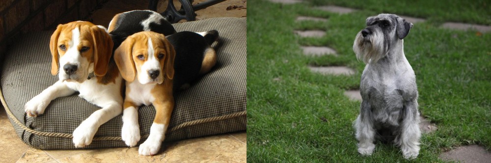 Standard Schnauzer vs Beagle - Breed Comparison