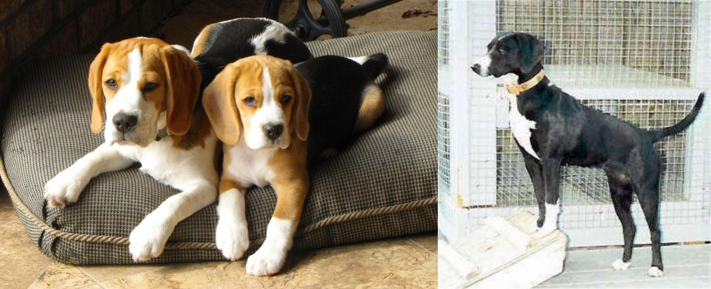 Stephens Stock vs Beagle - Breed Comparison