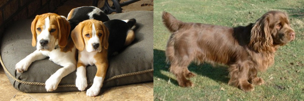 Sussex Spaniel vs Beagle - Breed Comparison
