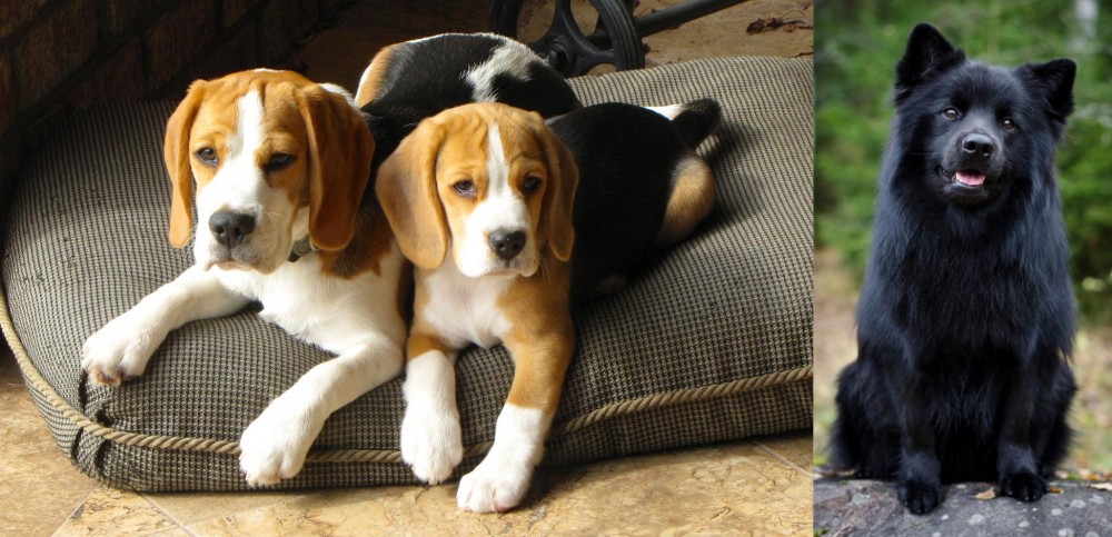 Swedish Lapphund vs Beagle - Breed Comparison