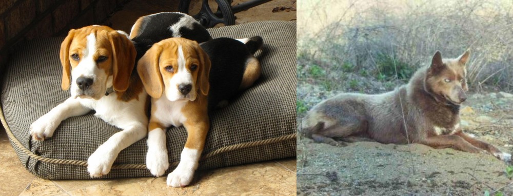 Tahltan Bear Dog vs Beagle - Breed Comparison
