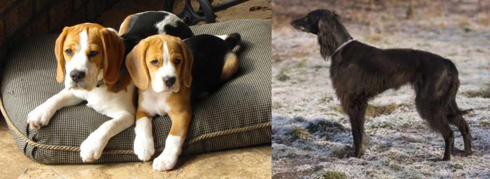 Taigan vs Beagle - Breed Comparison