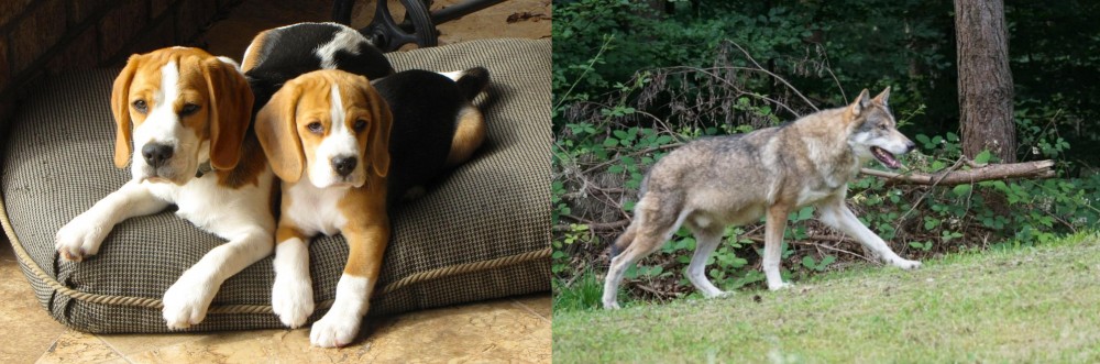 Tamaskan vs Beagle - Breed Comparison