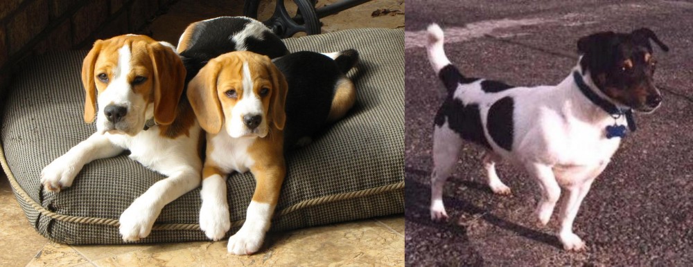 Teddy Roosevelt Terrier vs Beagle - Breed Comparison
