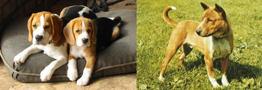 Telomian vs Beagle - Breed Comparison
