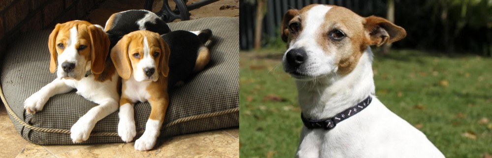 Tenterfield Terrier vs Beagle - Breed Comparison