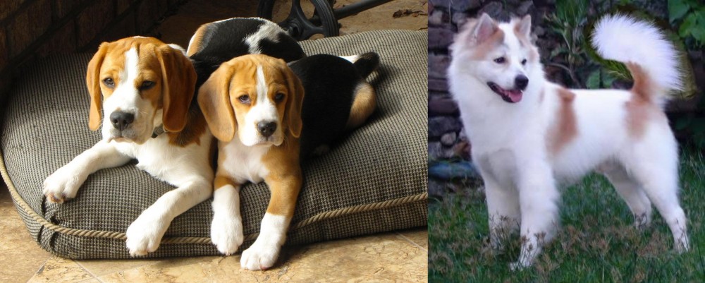Thai Bangkaew vs Beagle - Breed Comparison