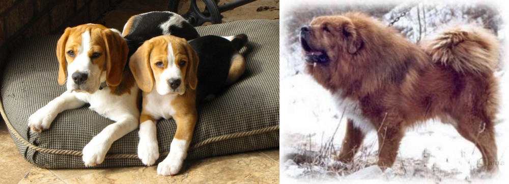 Tibetan Kyi Apso vs Beagle - Breed Comparison