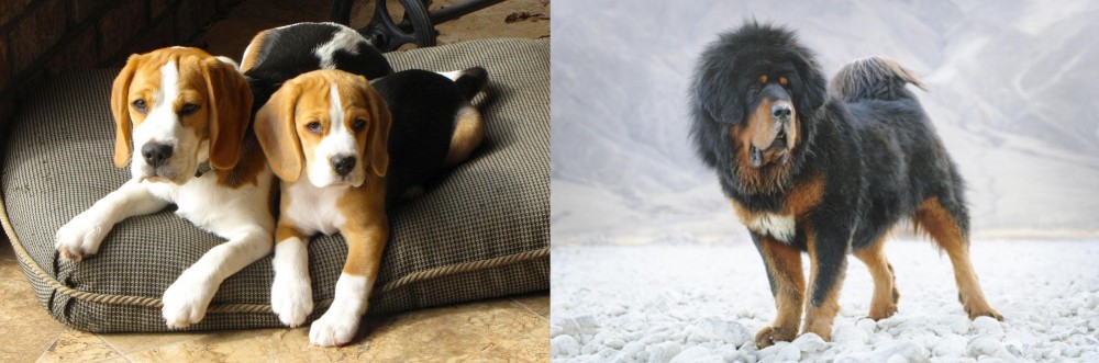 Tibetan Mastiff vs Beagle - Breed Comparison