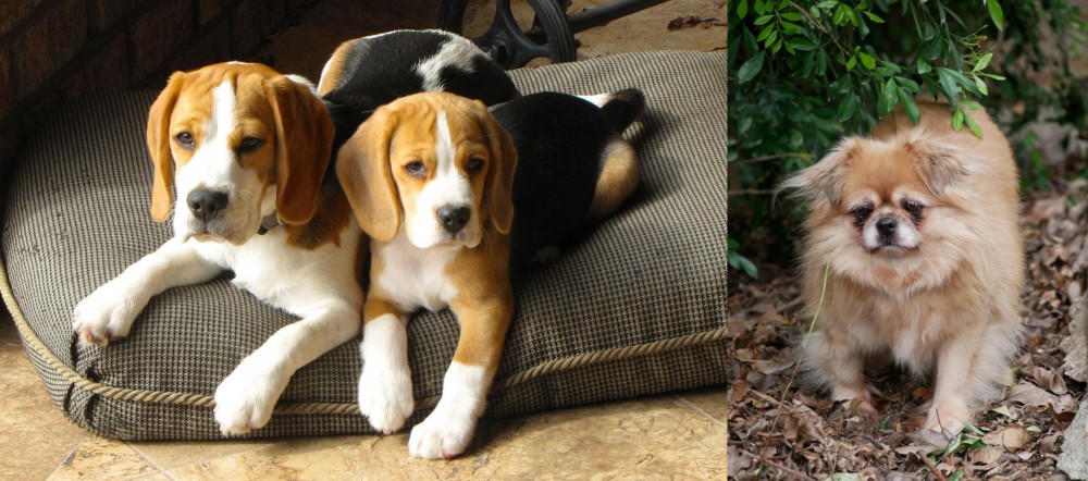 Tibetan Spaniel vs Beagle - Breed Comparison