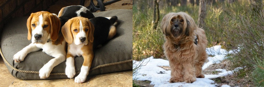 Tibetan Terrier vs Beagle - Breed Comparison