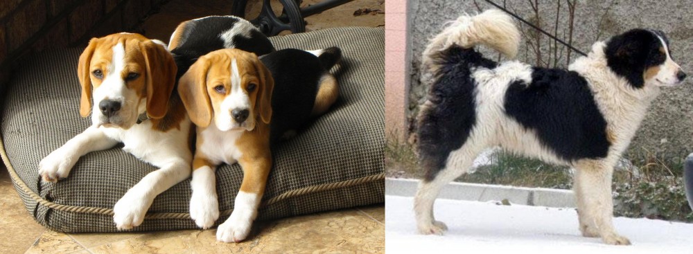 Tornjak vs Beagle - Breed Comparison