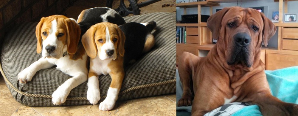 Tosa vs Beagle - Breed Comparison