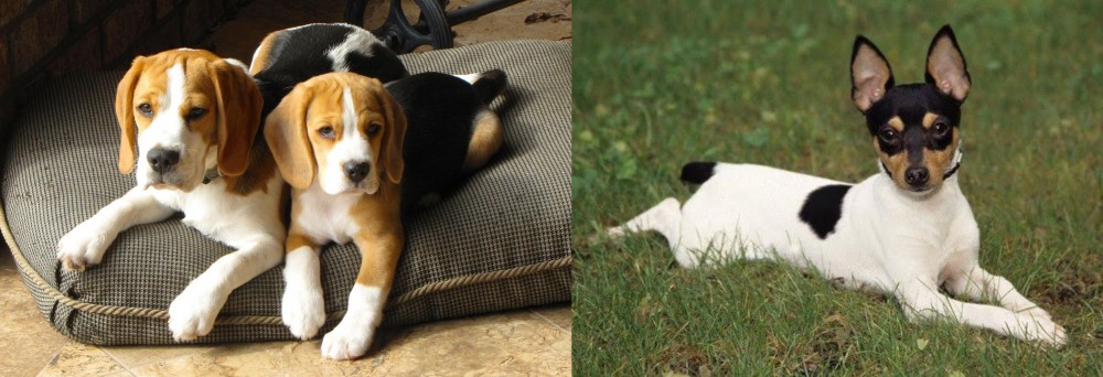 Toy Fox Terrier vs Beagle - Breed Comparison