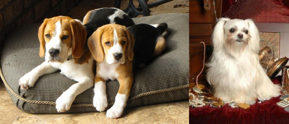 Toy Mi-Ki vs Beagle - Breed Comparison