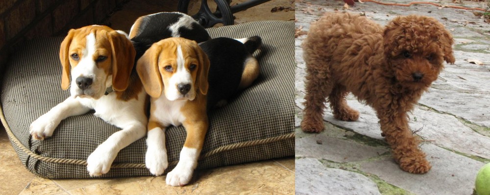 Toy Poodle vs Beagle - Breed Comparison